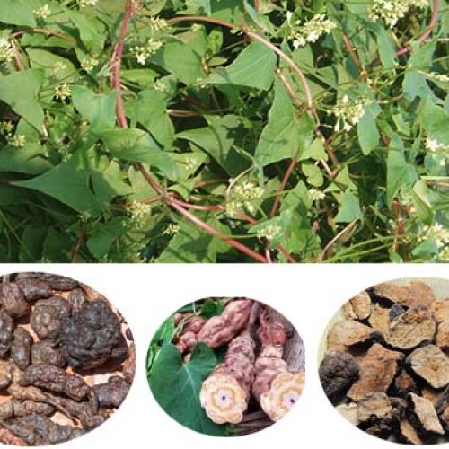 Hà Thủ Ô - thảo dược giúp tóc 