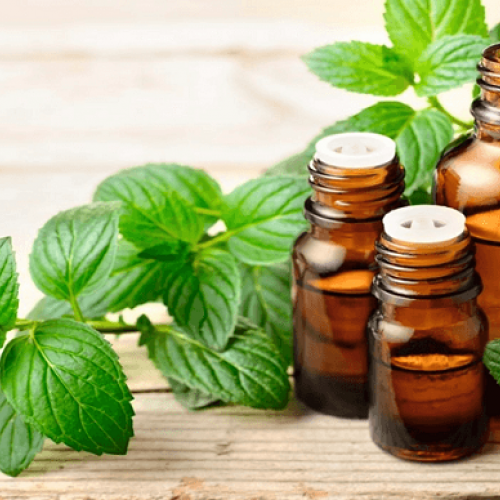 Dầu gội bạc hà có tốt cho tóc không?